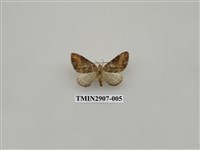 藏品(尺蛾718)的圖片